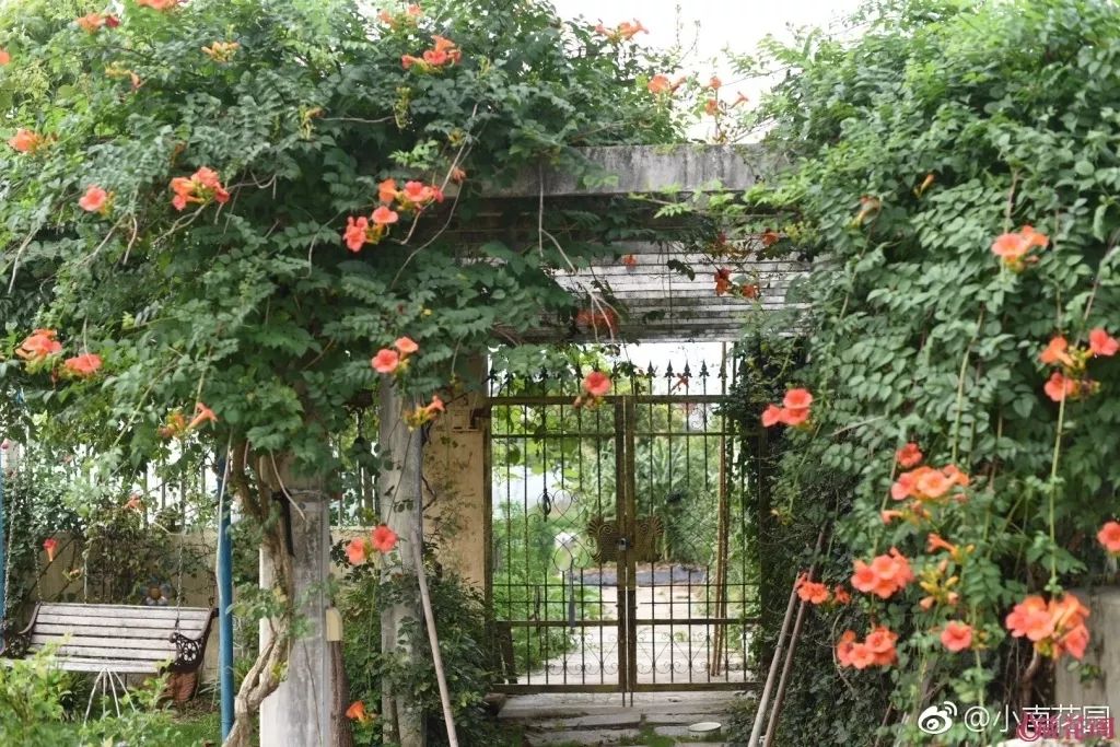 78岁爷爷改造荒废院子，为孙女建起一座花园-15