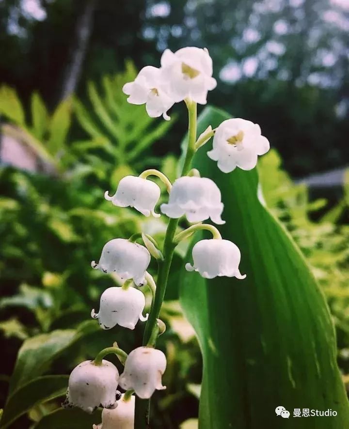 铃兰花开 | 幸福之花的艺术之路-73