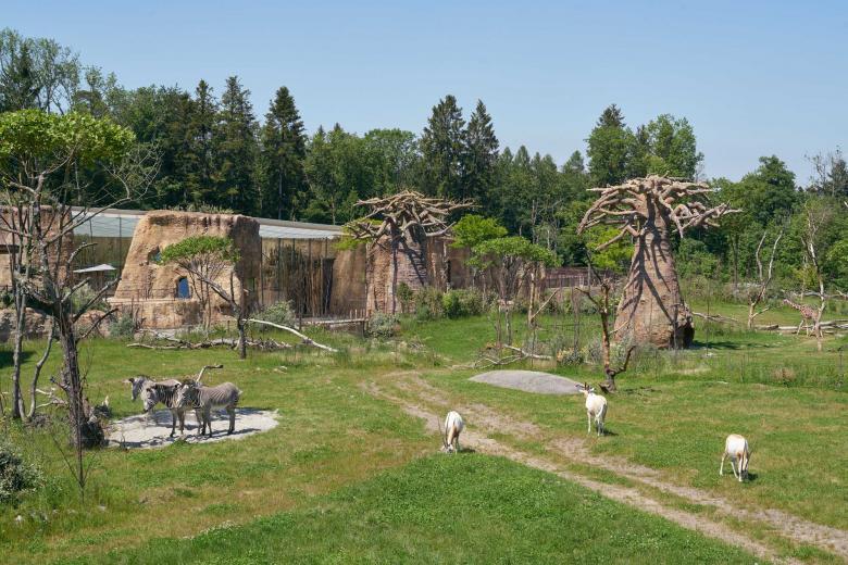 L3P Architekten ETH FH SIA AG丨Giraffenhaus Lewa Savanne im Zoo Zürich丨瑞士-18