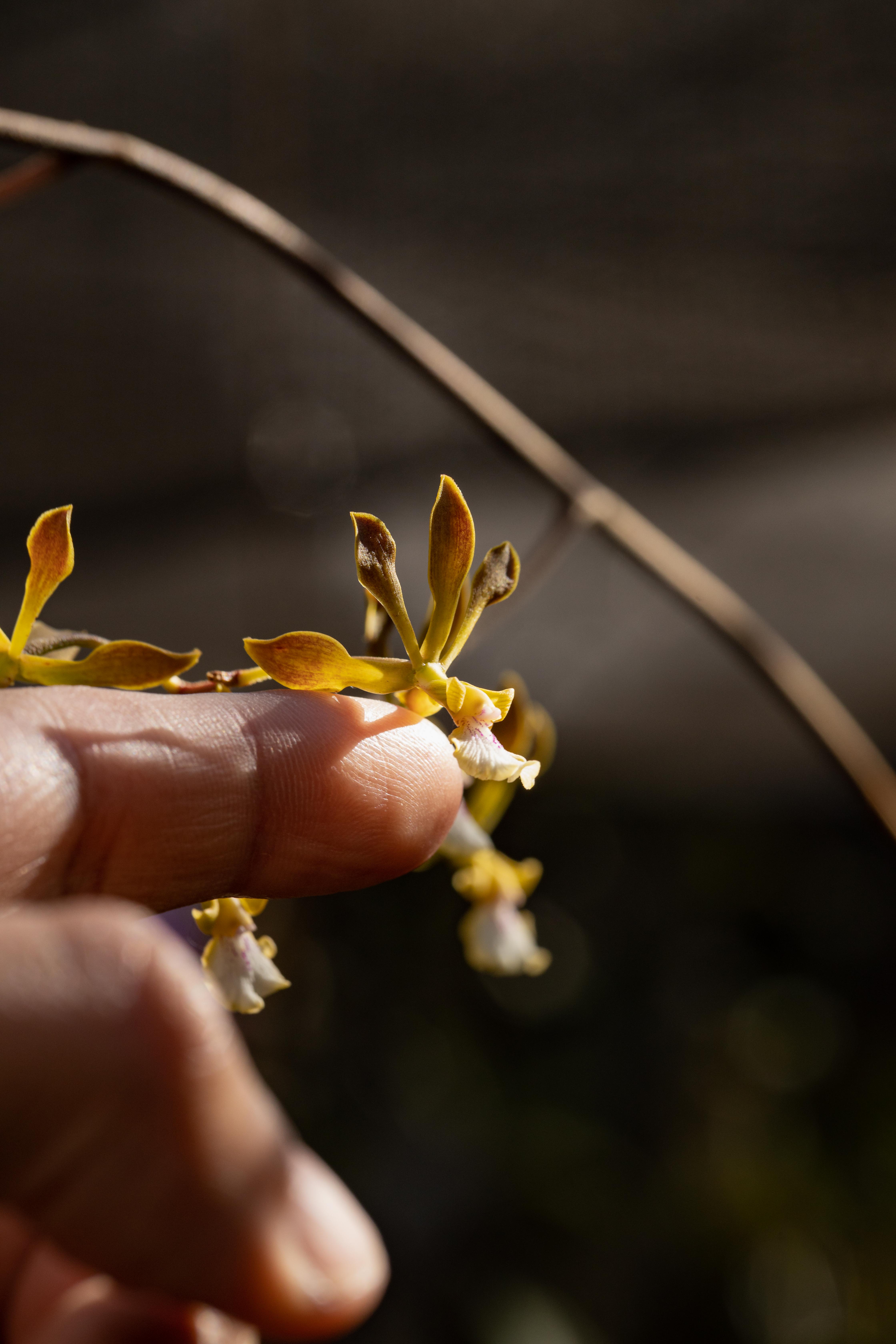 室内植物设计-3