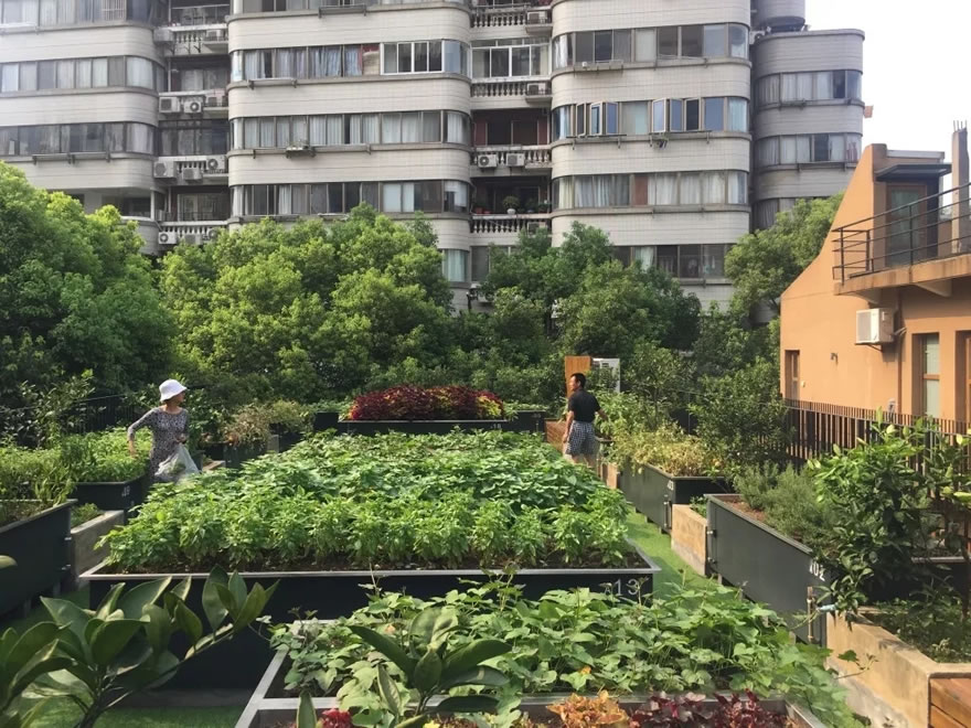 上海嘉善老市重生 | 历史记忆与现代功能的完美融合-10