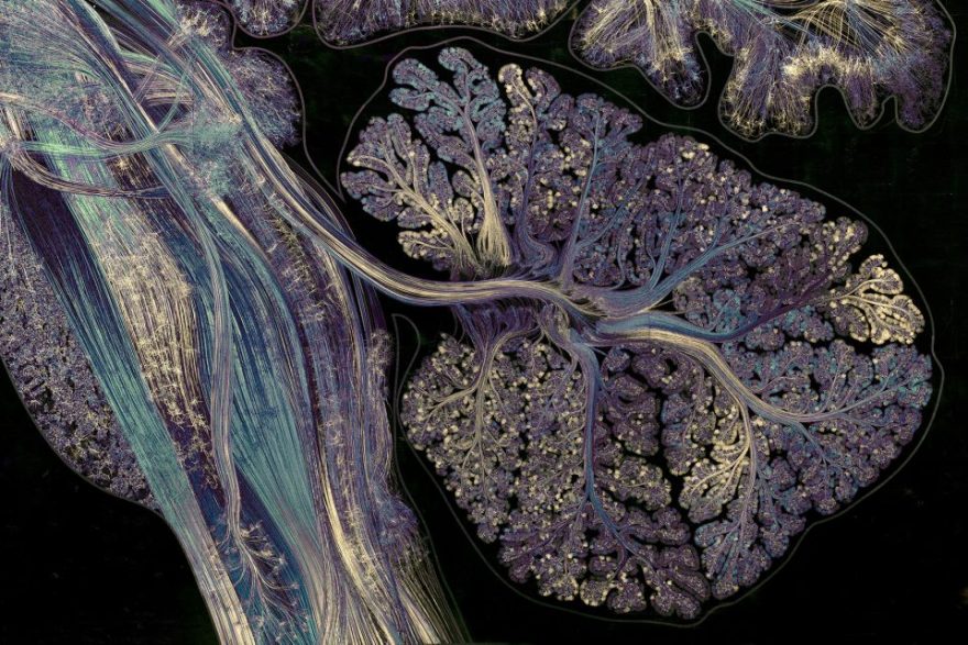 神经艺术 · 探索科学可视化的创新之路-2