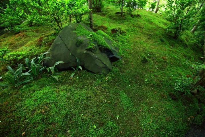 庭院满青苔,极美!-58