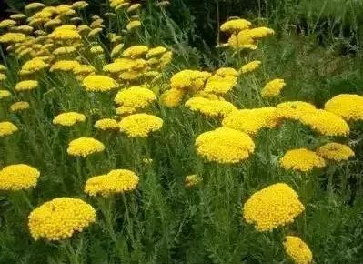 花境设计常用 60 种植物，让花园变得绚丽多彩-90