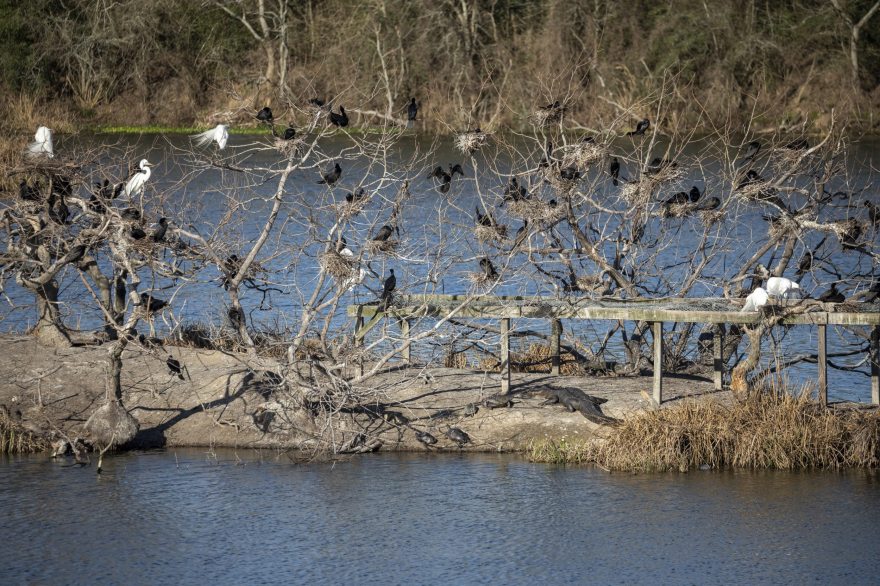 德州高地岛林冠步道丨美国德克萨斯丨SWA Group-21