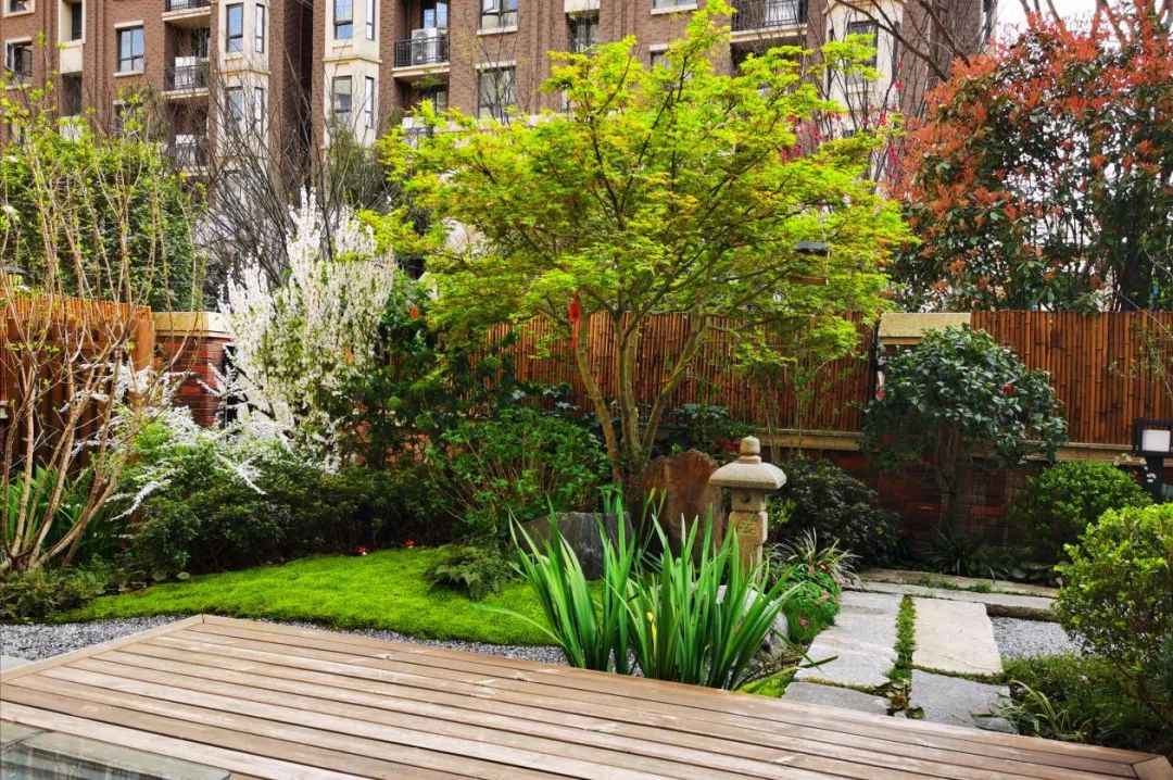 禅意花园里植物的那些事-125