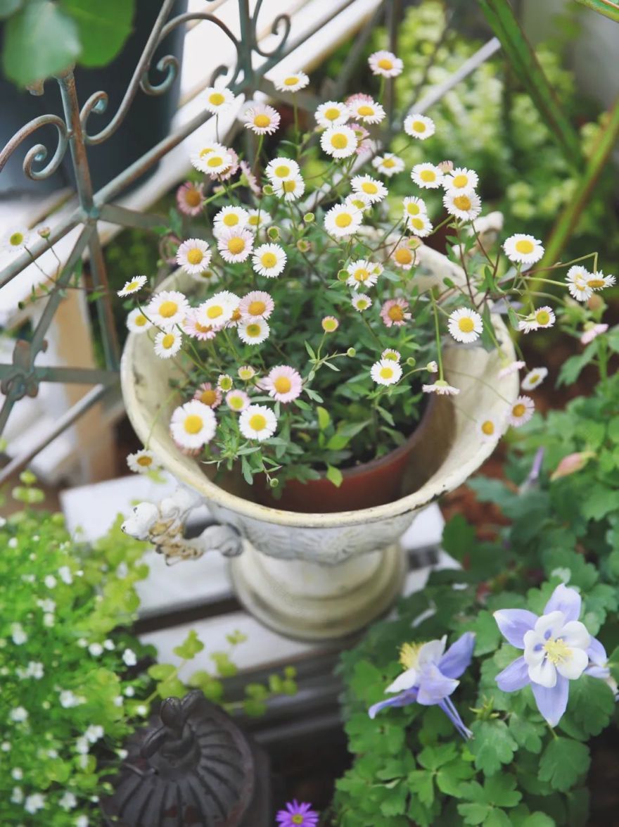 5㎡小阳台,打造治愈系小花园-84