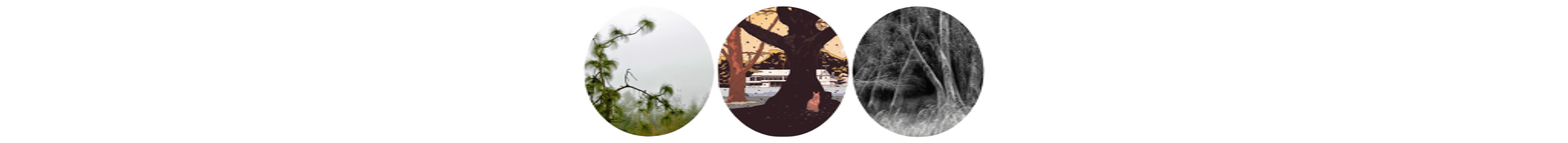 世界上的树木丨Sylvie D.-37