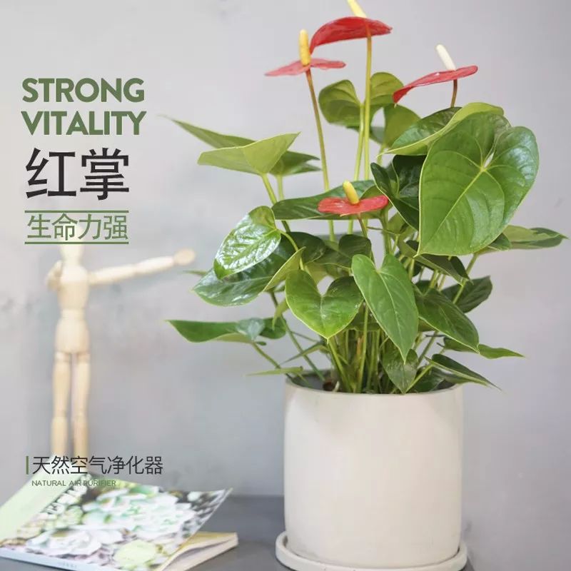 年宵花盛开,春节家装添喜气-14