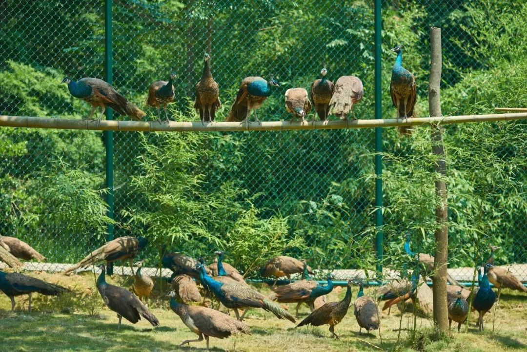 野花农场度假村丨美国纽约丨Auberge Resorts Collection-64