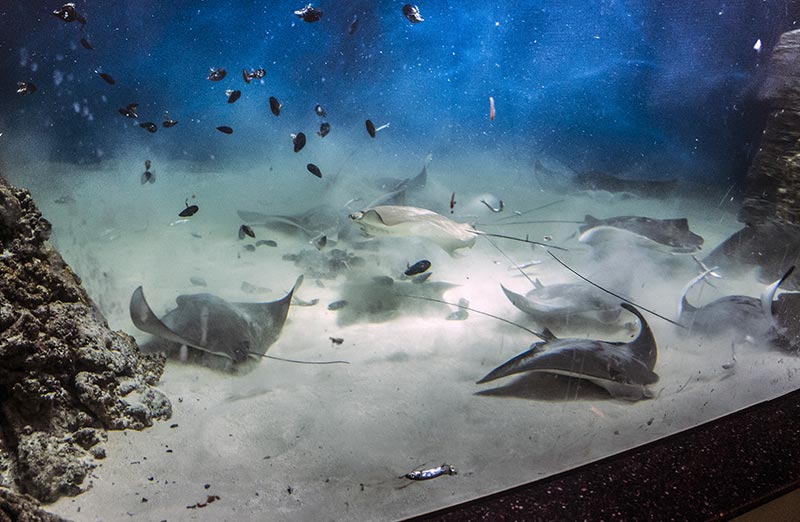 莫斯科海洋馆155立方米鳐鱼海洋水族缸-30