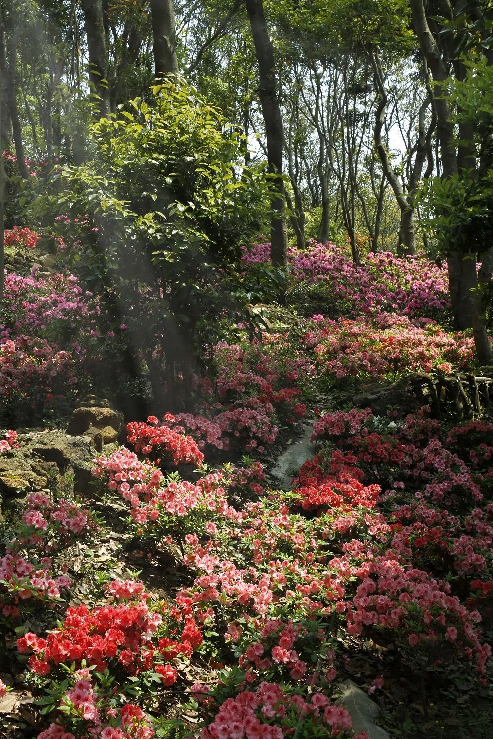 深圳市梧桐山第六届毛棉杜鹃花会景观设计丨中国深圳丨文科园林-35