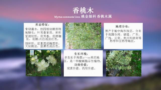 秋凌景观陪伴你学习的第3128天-51