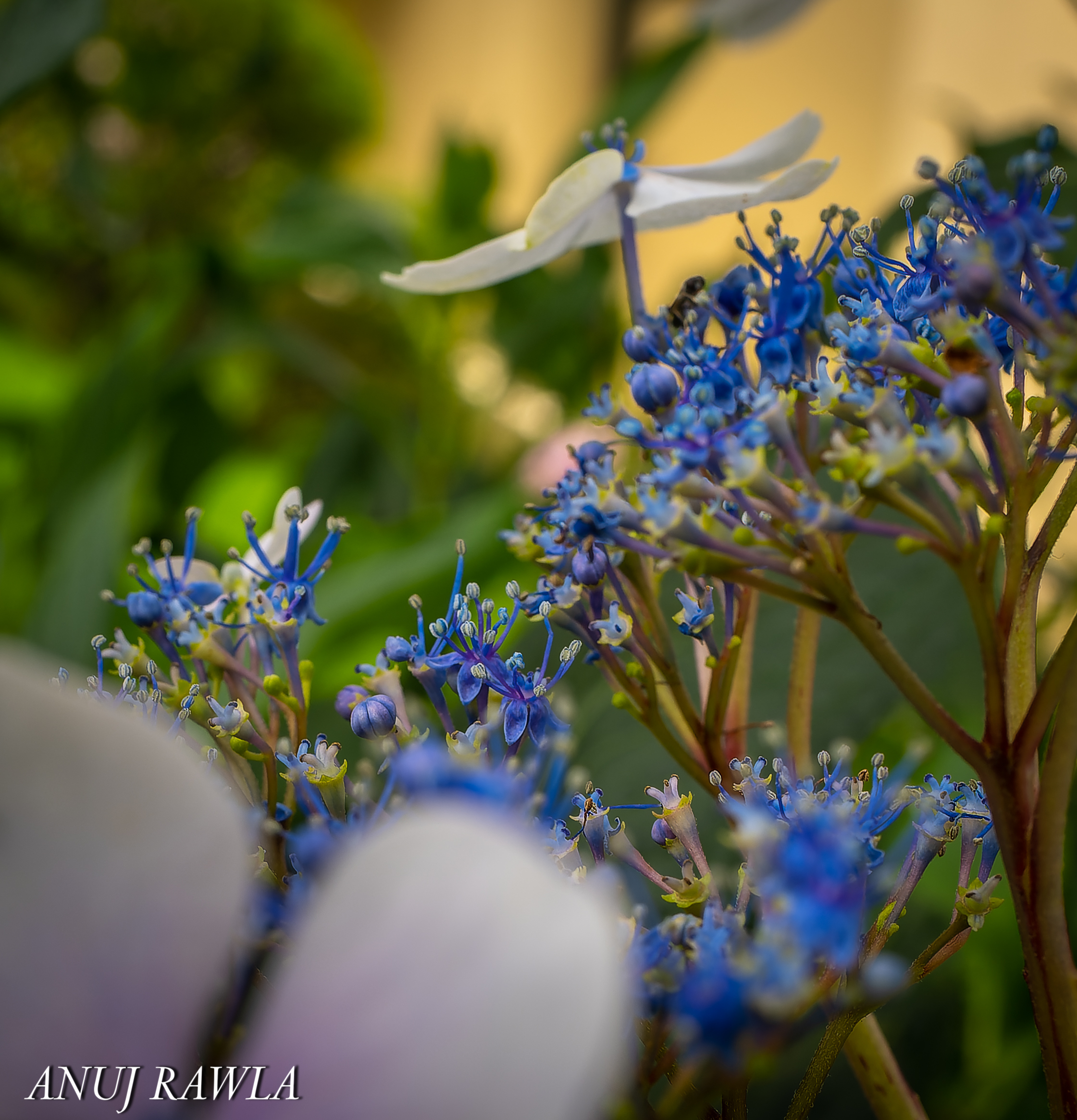 Wildflower Hall - August 2021-79