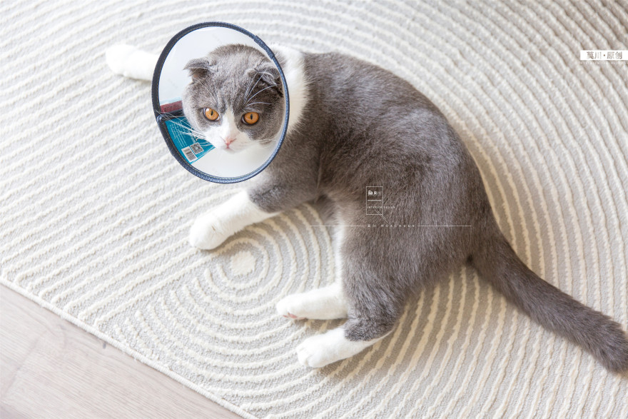 珑门名苑丨 112m²四室两厅,夫妇俩与猫咪的简约自然生活!-58