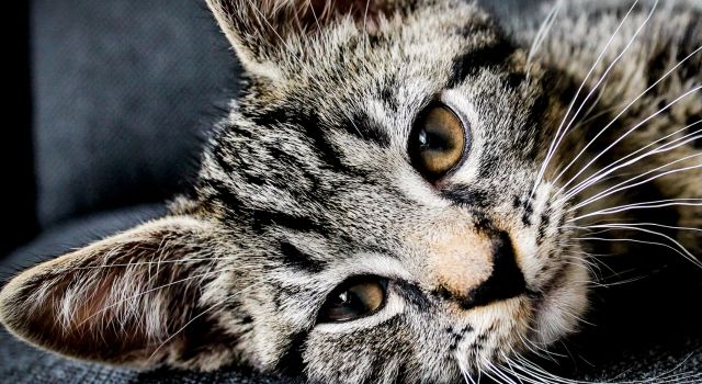 AAI 国际建筑 2019 年夜饭盛宴-36