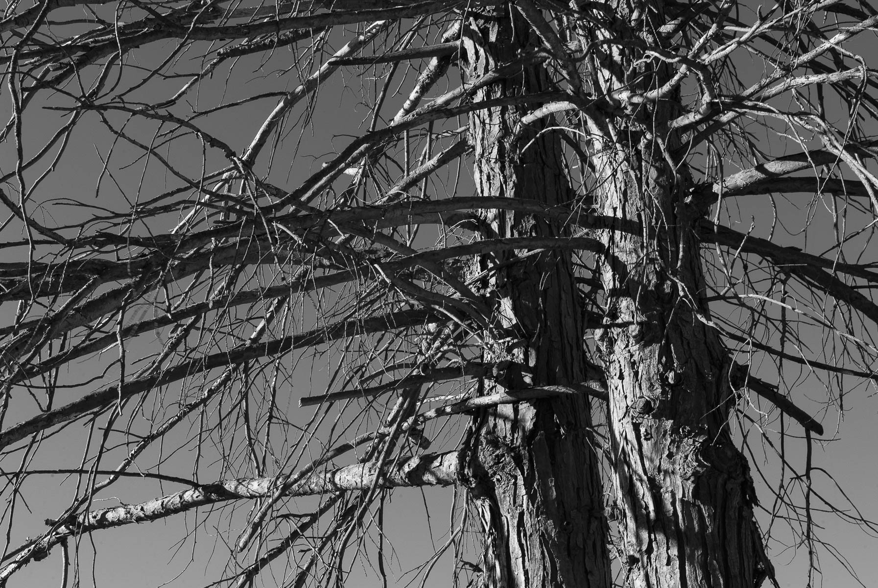 Autumn Monochromes in Anaiwan and Kamilaroi Country-8
