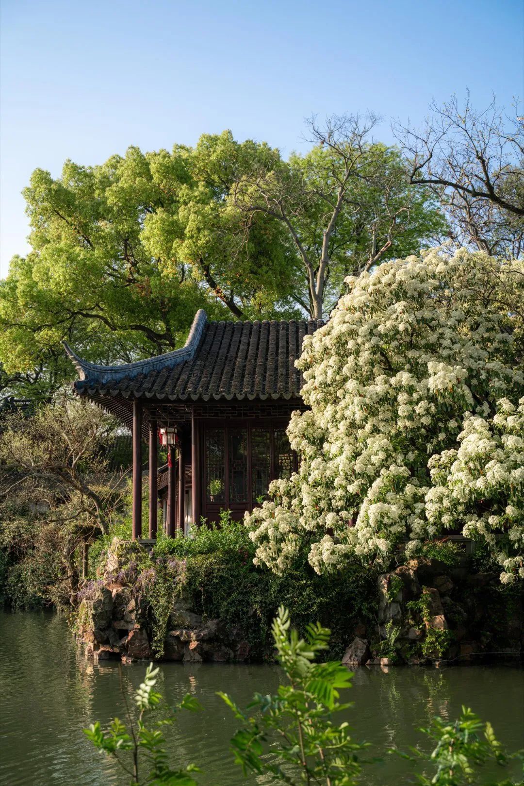 苏州园林景观植物设计丨中国苏州丨苏州研究所-168