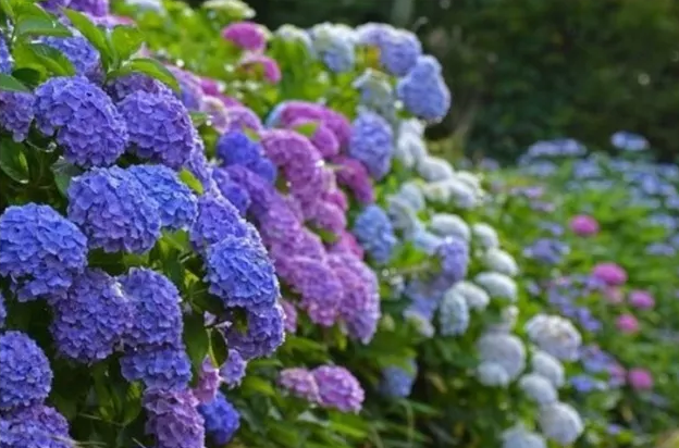 花园植物养护篇·绣球-49