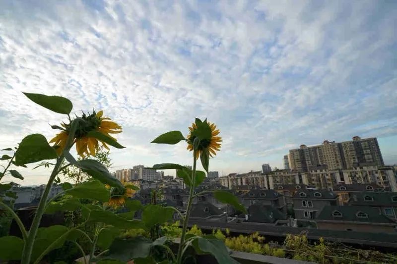 不惑之年，他自己动手建了一座楼顶花园，养花种菜喂鱼……-160