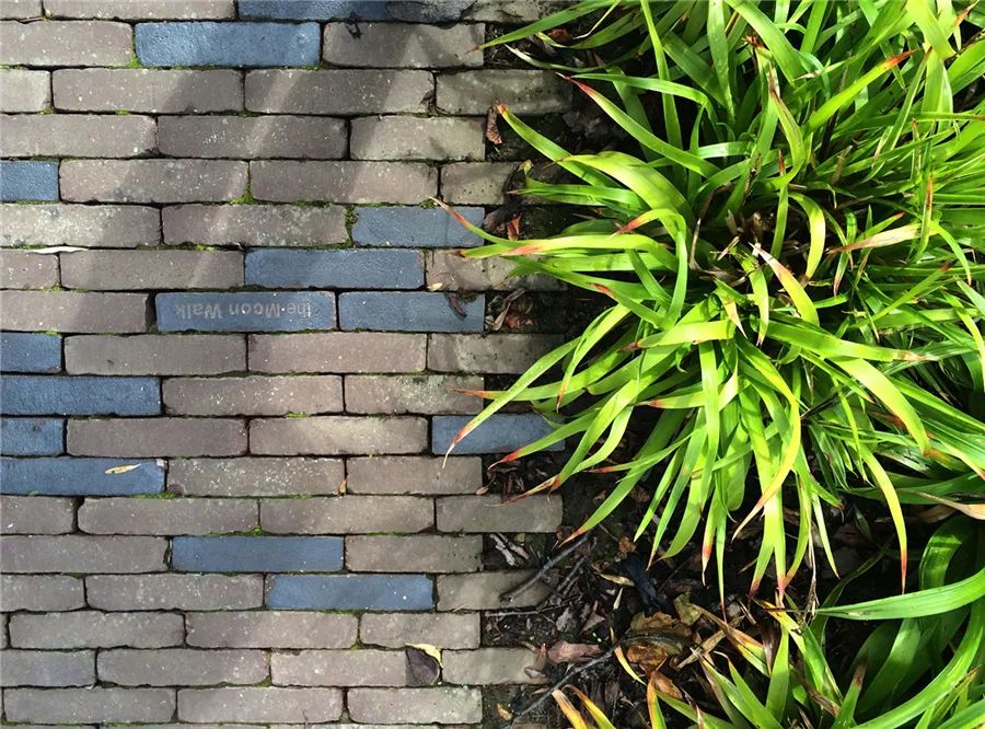 边界植物在景观设计中的妙用-50