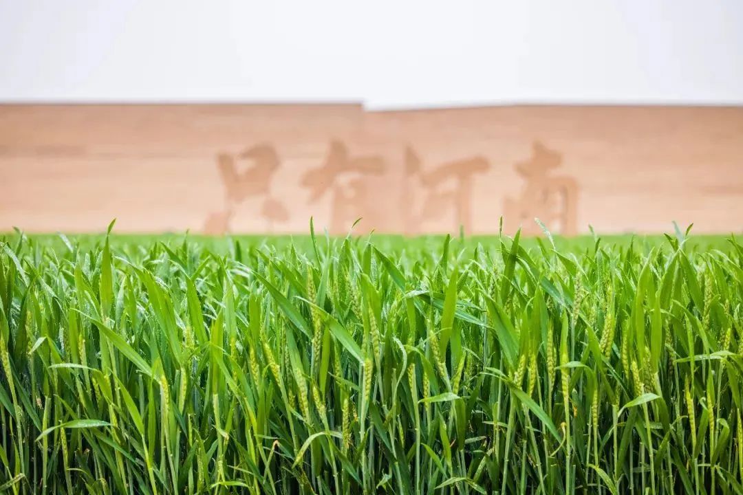 只有河南·戏剧幻城丨中国郑州丨吕元祥设计,永续设计等-80