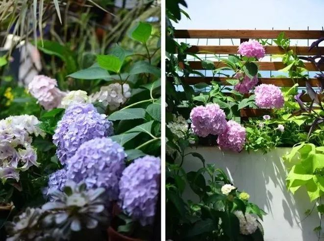 她在楼顶悄悄建了一座梦想花园,美翻了!这才是把日子过成诗的样子-126