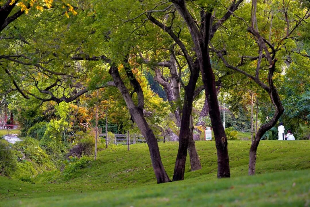 十一赏景别错过！华南国家植物园[绿美广东物种展示园]-78