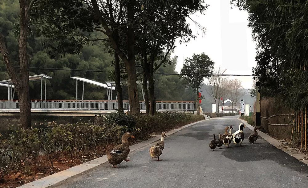 针灸式微介入:玉华村人行桥-61