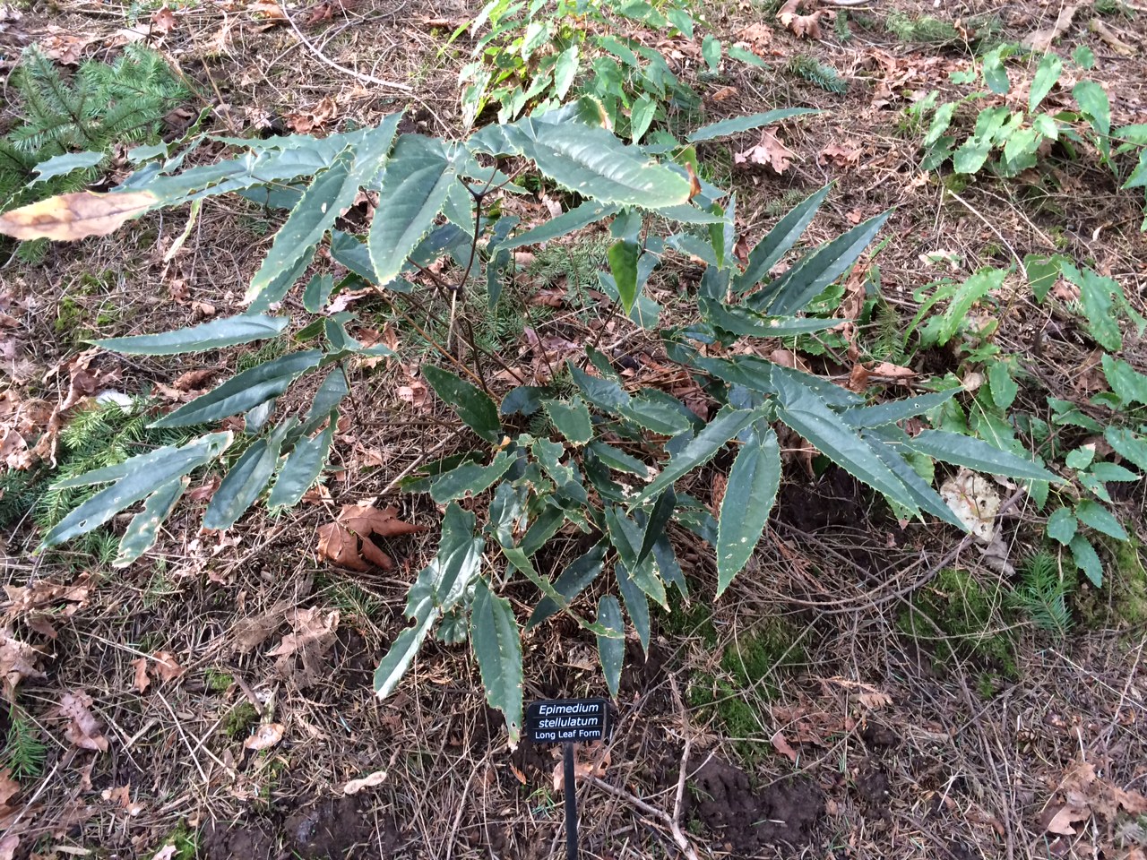 华盛顿公园喜马拉雅云林花园丨美国华盛顿-17