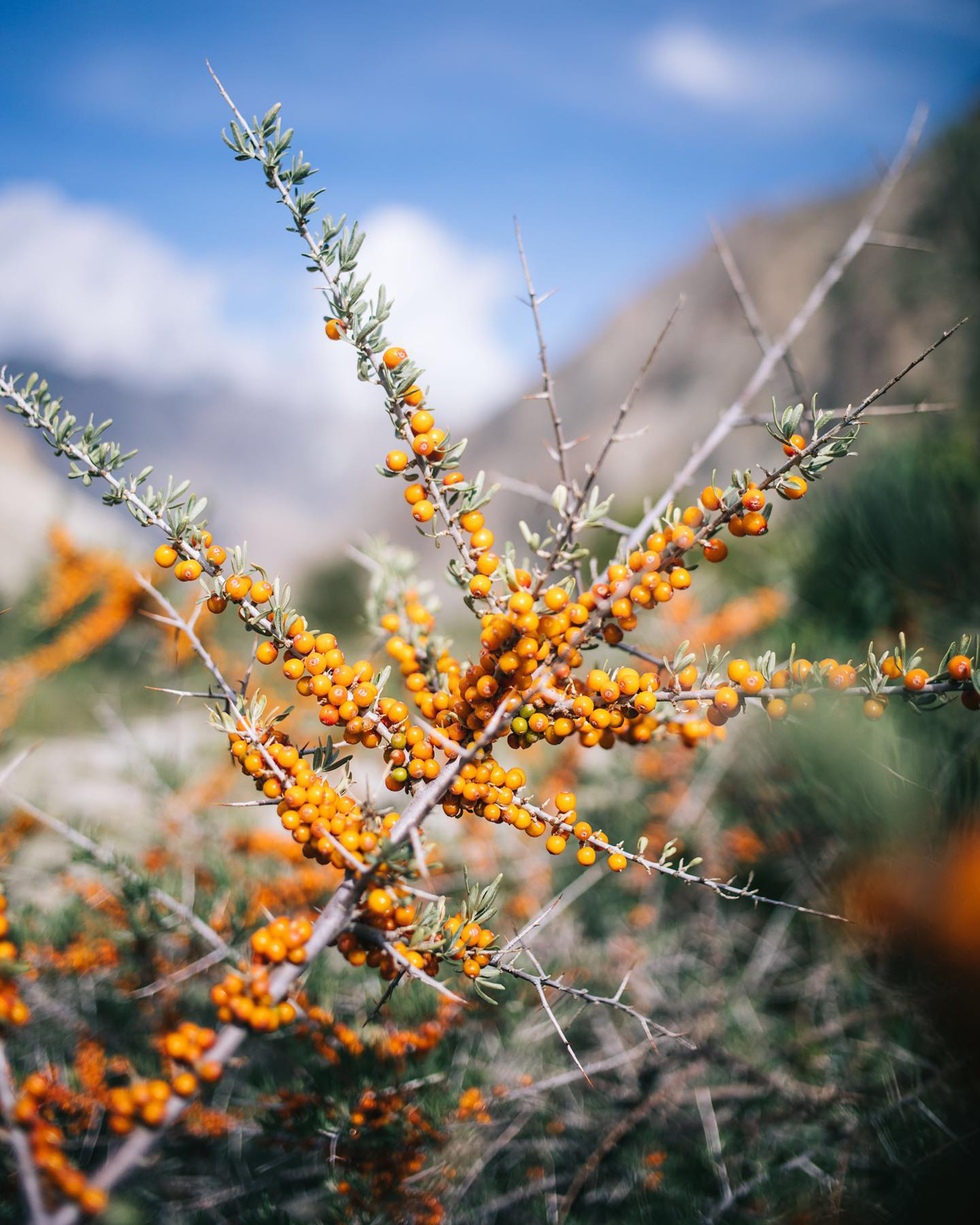 印度隐世酒店Amaya丨建筑Bijoy Jain,室内伦敦Viewport Studio-103