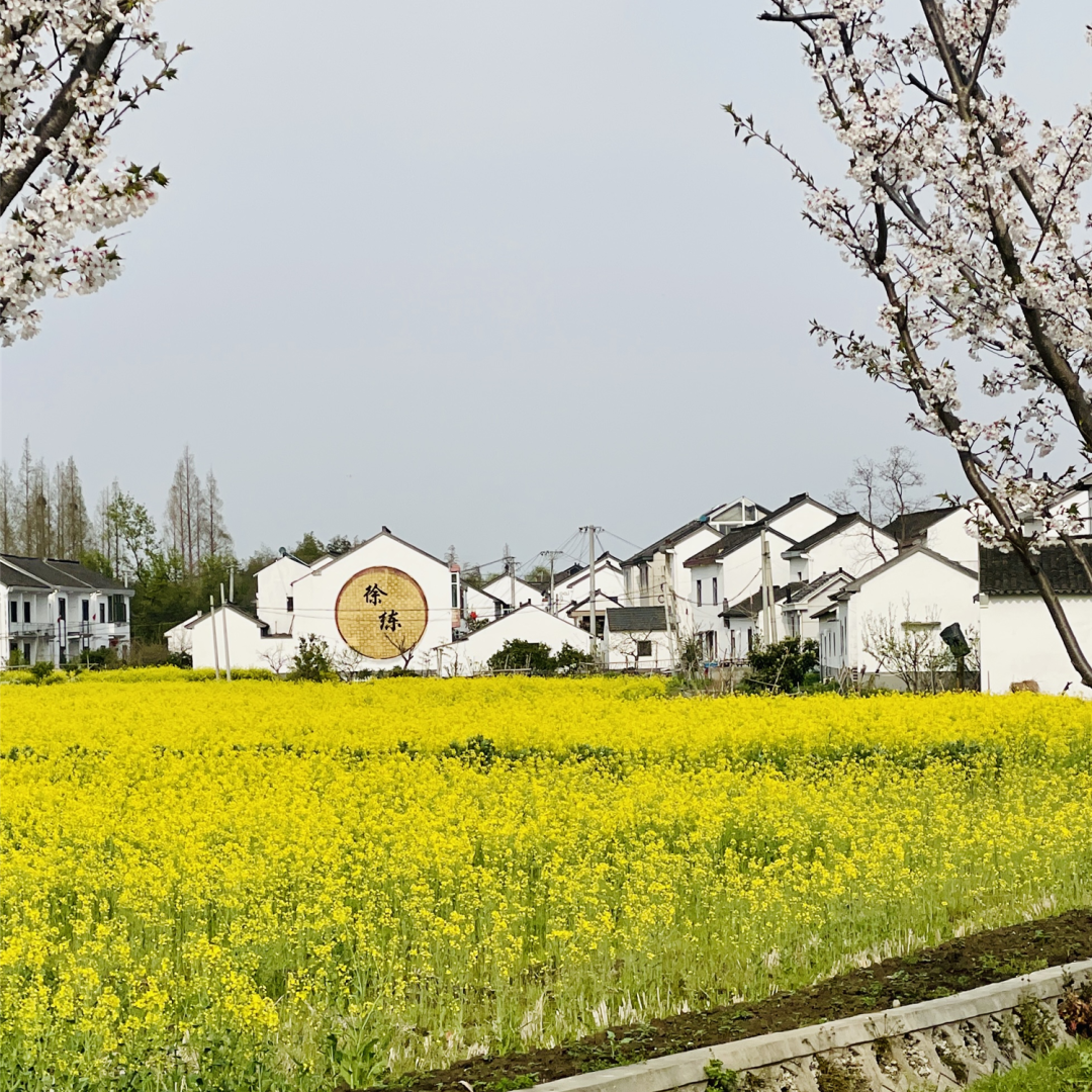 境作|恋“练”春光，“宝藏”踏青地：青浦徐练村，有多好逛？-95
