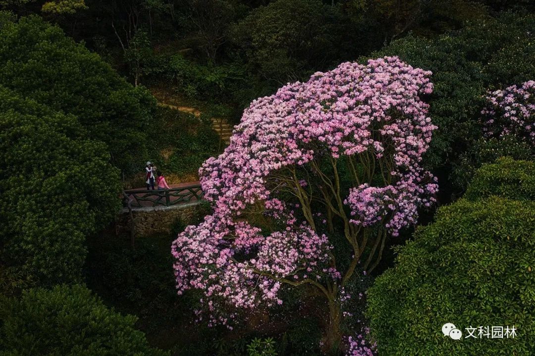 深圳市梧桐山第六届毛棉杜鹃花会景观设计丨中国深圳丨文科园林-24