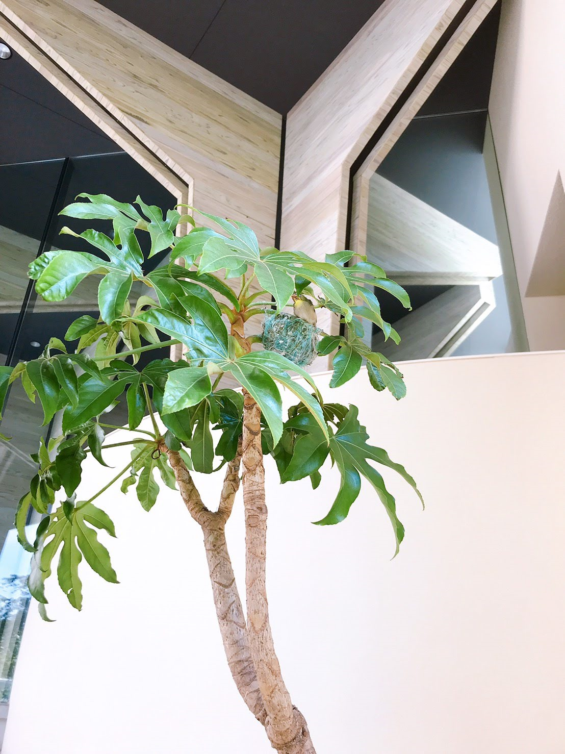 儿童花园幼儿园食堂扩建丨日本丨UID 建筑事务所-48