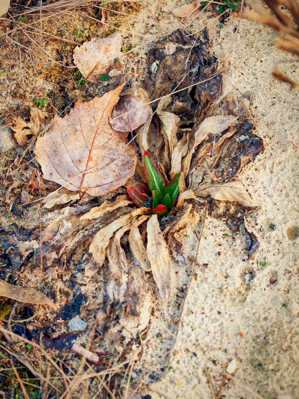 柏林森林中的人工沙丘丨德国柏林丨Gruppe F-17