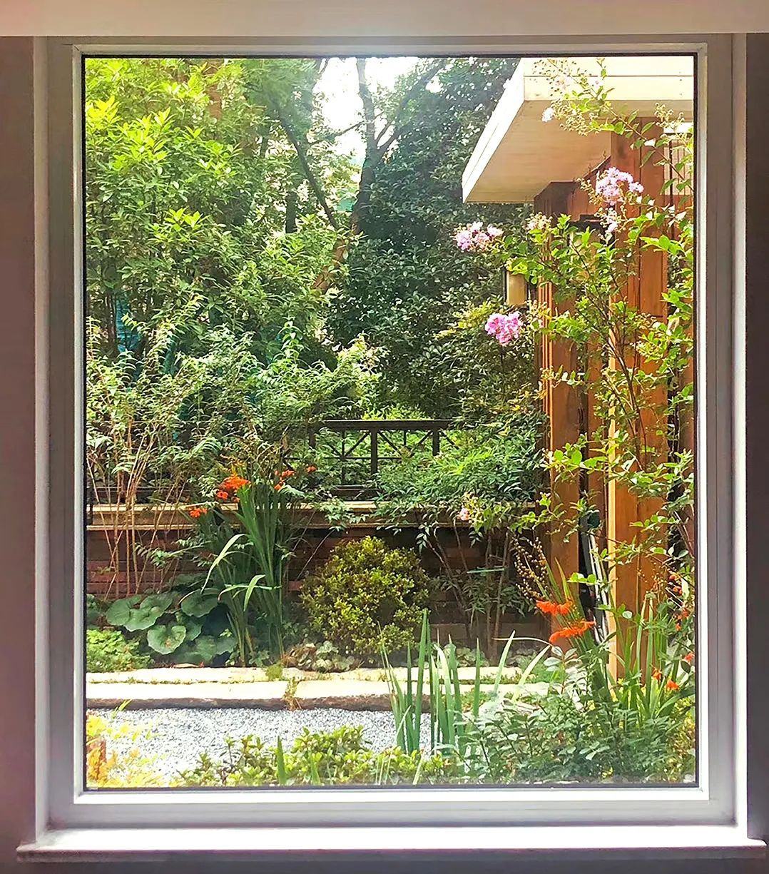 禅意花园里植物的那些事-156