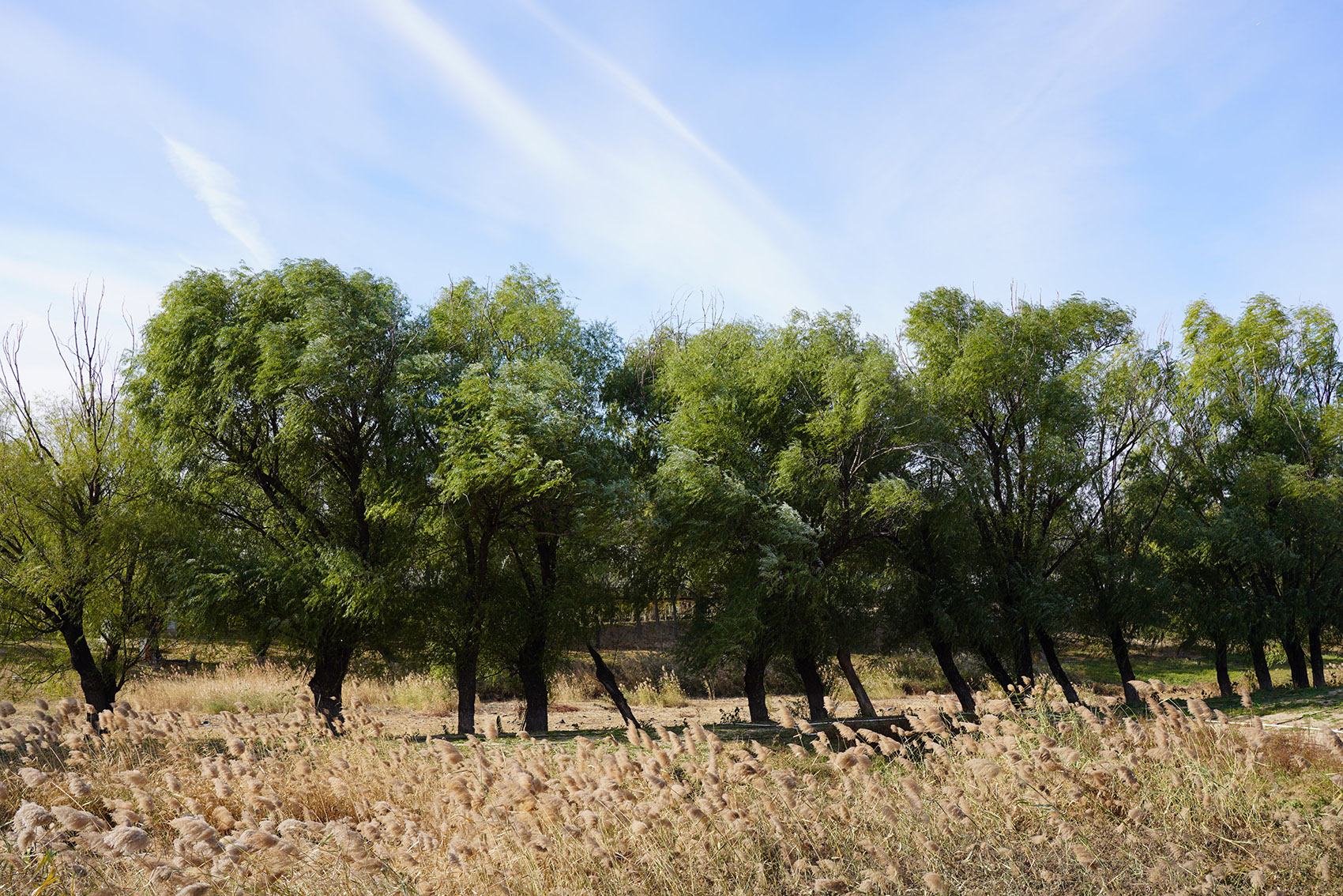 奥北森林公园二期景观及景观建筑系列丨中国北京丨北京北林地景园林规划设计院有限责任公司,北林风景建筑研究中心-29