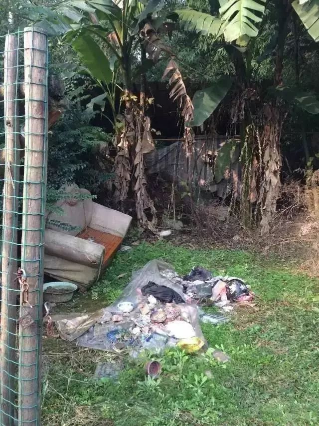 她徒手爆改废弃院子,三人一猫一狗,过着最诗意的生活!-44