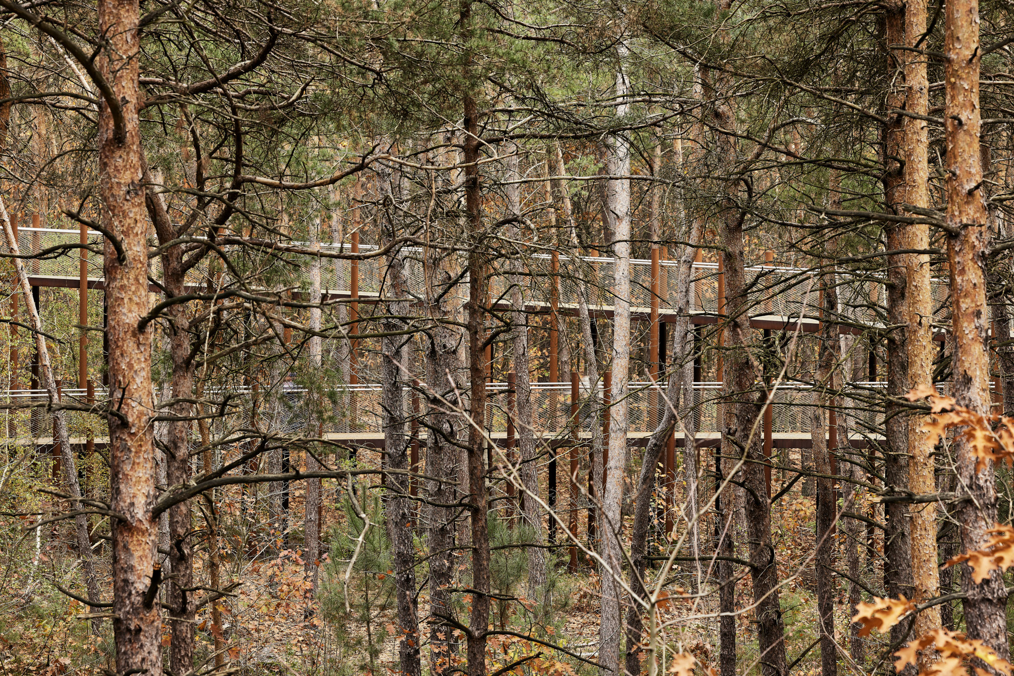 在树林中骑行丨Visit Limburg-8