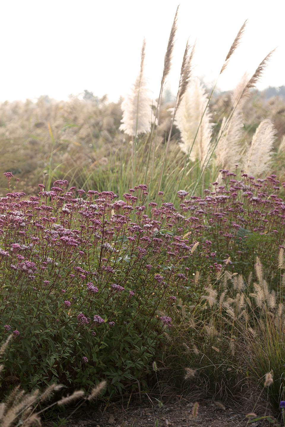 多岛海野草公园丨中国日照丨孔祥伟工作室-152