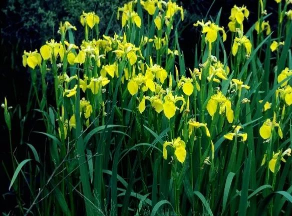 水中翠绿的诗意 | 菖蒲在园林设计中的应用-5