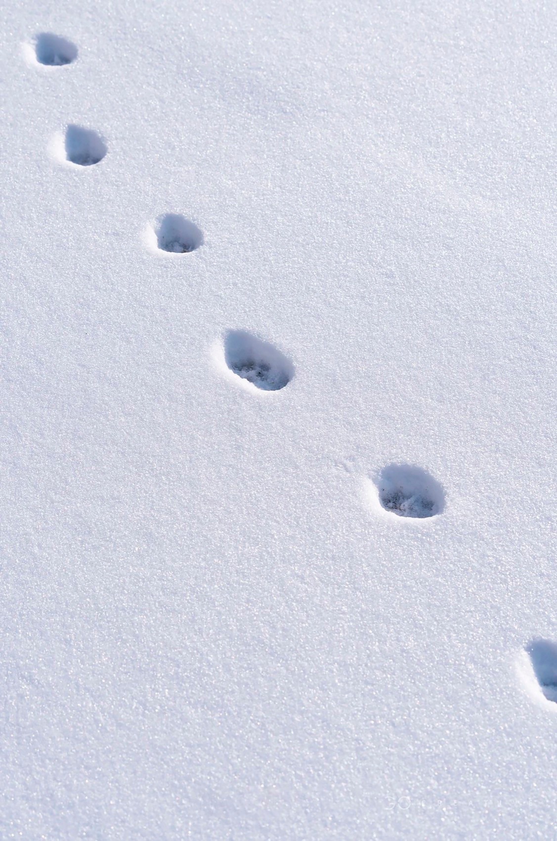 仓41 · 北纬41度雪场酒仓丨中国河北丨浆果创意-113