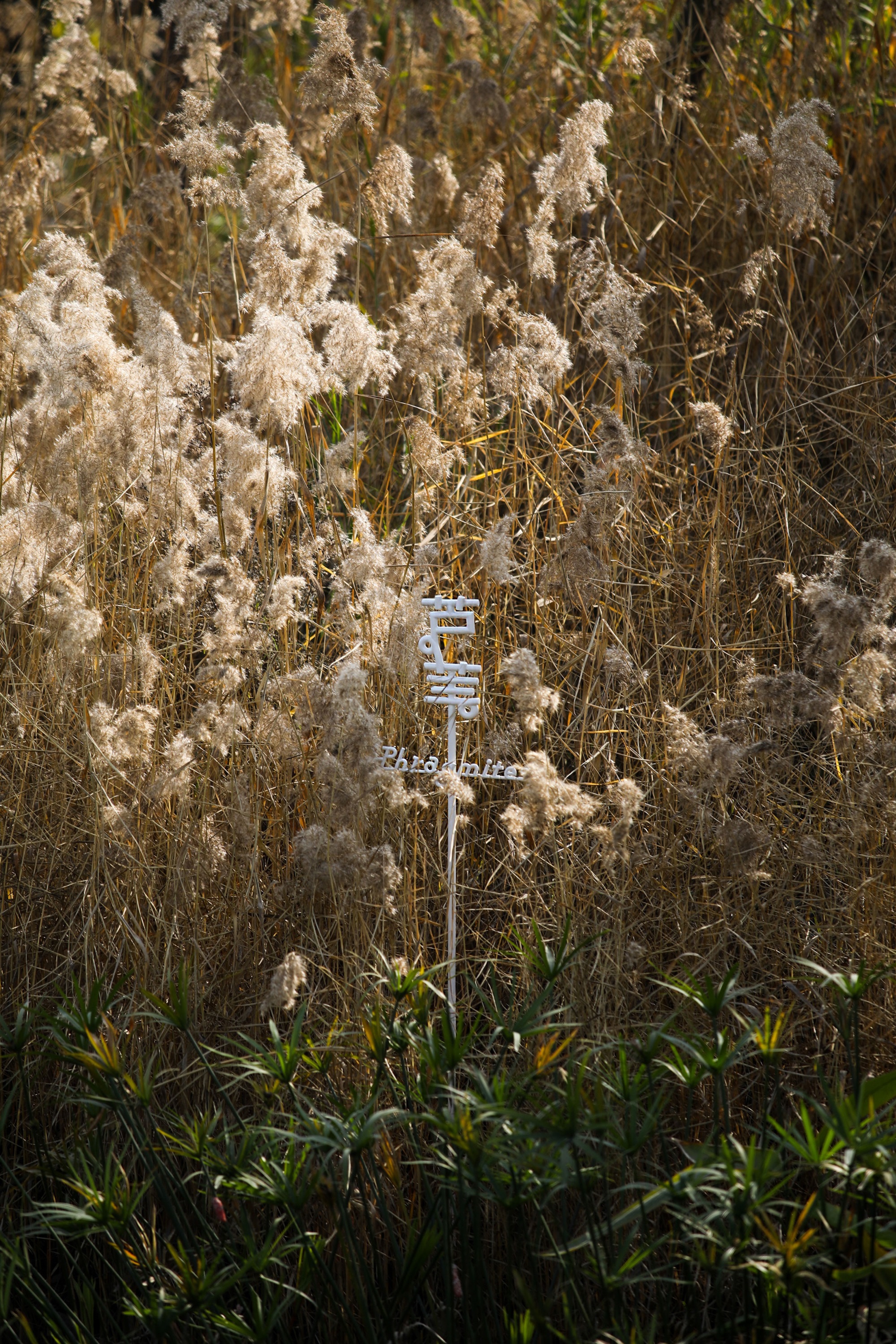 麓湖仙踪公园丨中国成都丨图石设计-50