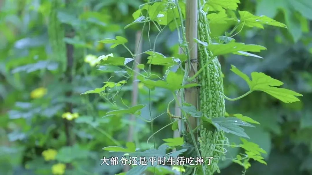 李子柒家居搭配揭秘 | 世外桃源的创意设计-21