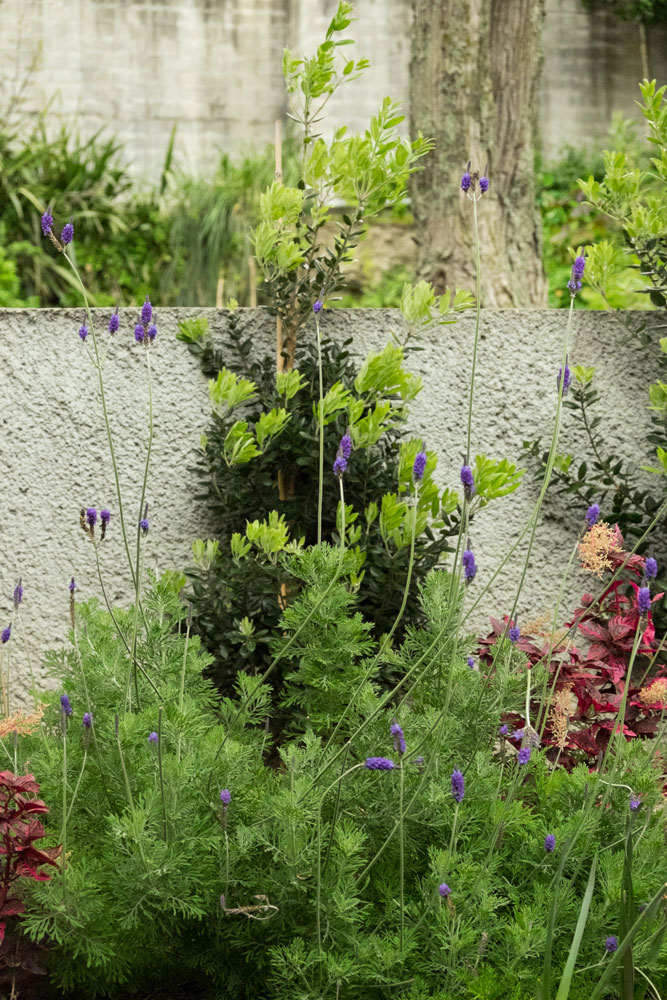 Argyle House 的有机庭院景观-24