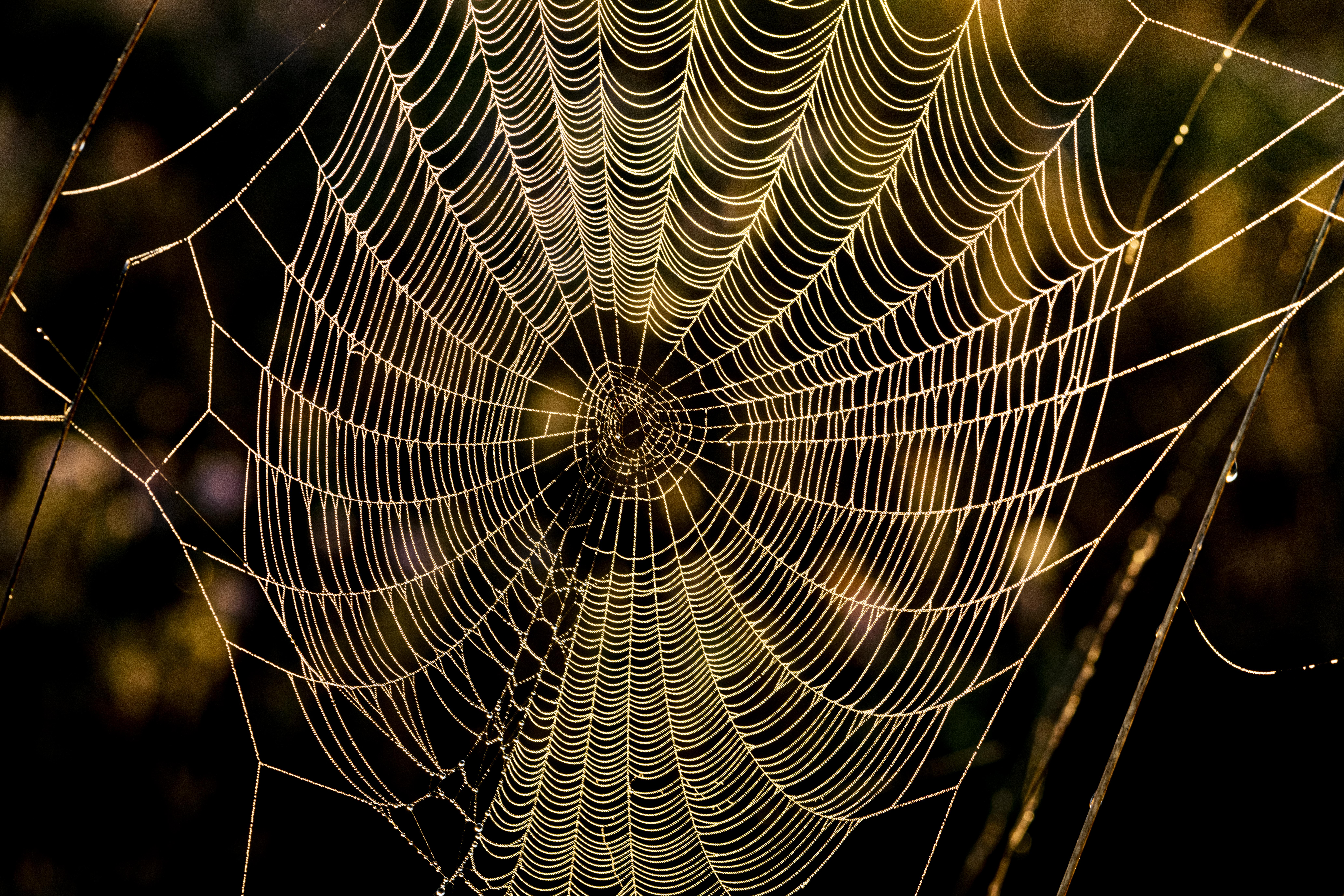 Regte Heide 遗址保护丨荷兰蒂尔堡-1