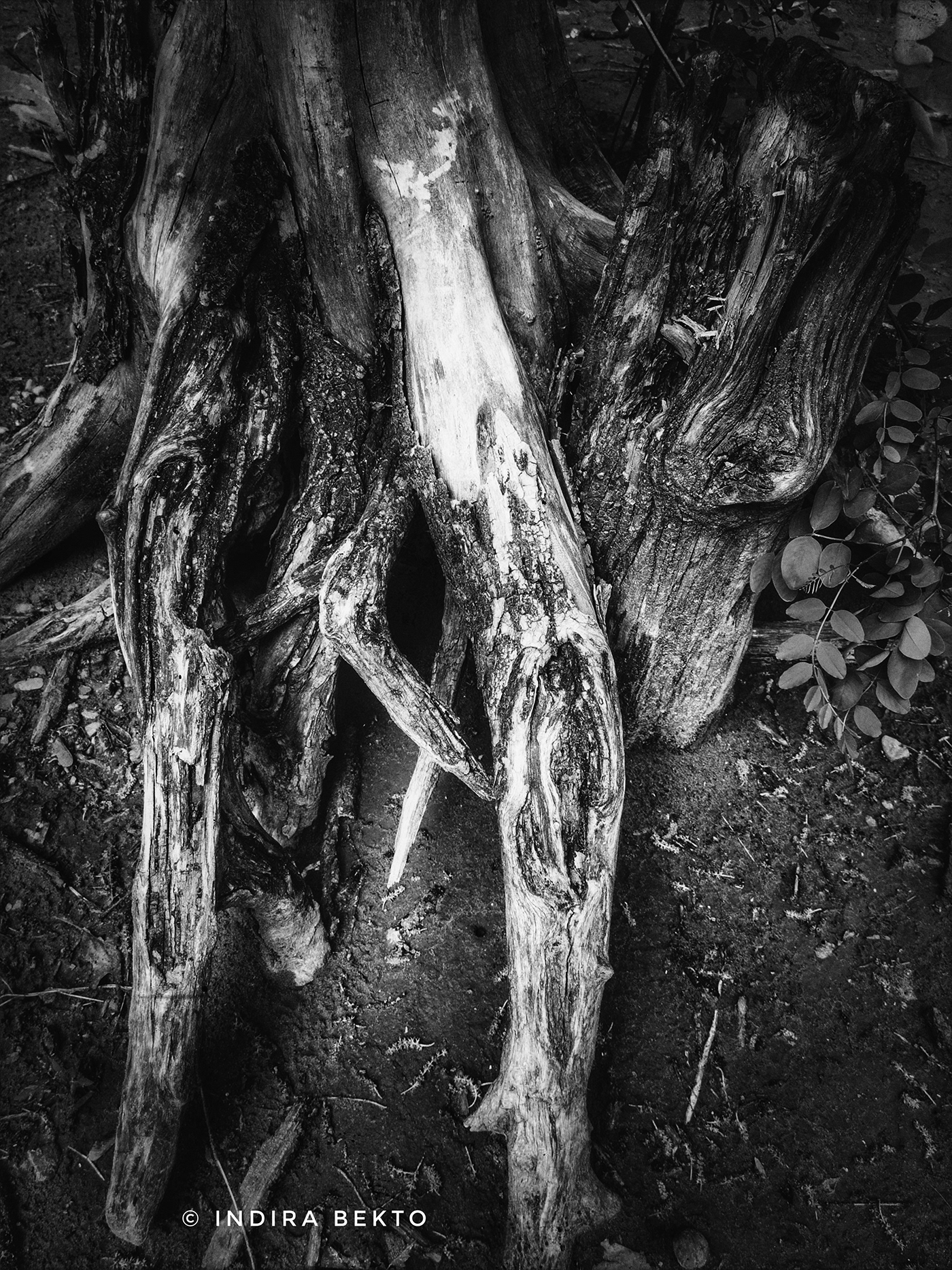 Random Black and White-0