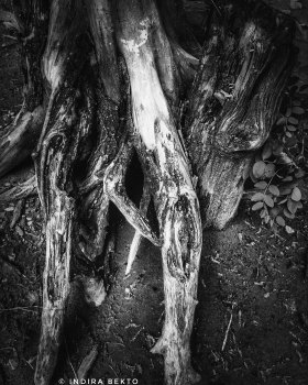 Random Black and White