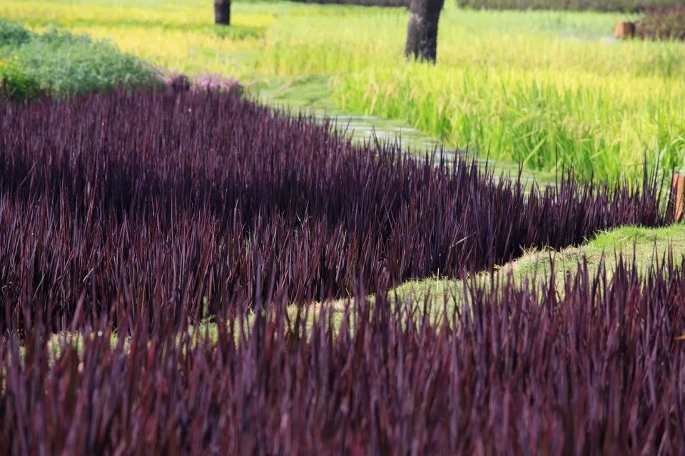 成都新希望种子乐园丨蓝海景观-54