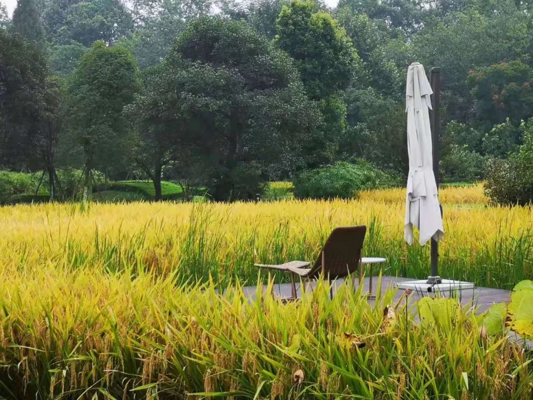 天府水岛林盘依田桃源丨中国成都丨梦景未来DDM-50